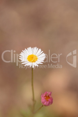 Tiny white daisy Prairie Fleabane Erigeron strigosus