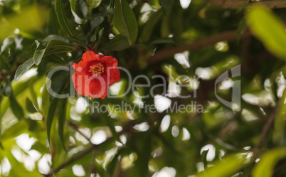 Pomegranate tree, Punica granatum, flower