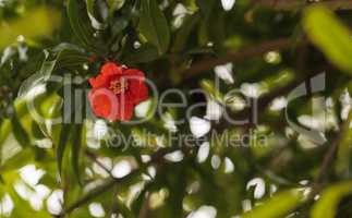 Pomegranate tree, Punica granatum, flower