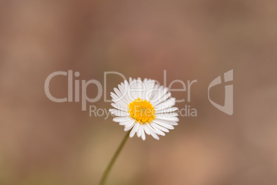 Tiny white daisy Prairie Fleabane Erigeron strigosus