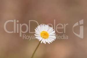 Tiny white daisy Prairie Fleabane Erigeron strigosus