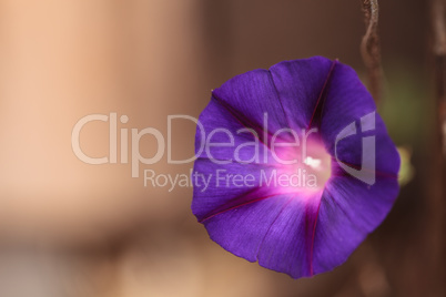 Purple morning glory flower Ipomoea purpurea