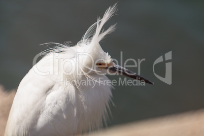 Snowy Egret, Egretta thula