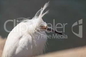 Snowy Egret, Egretta thula