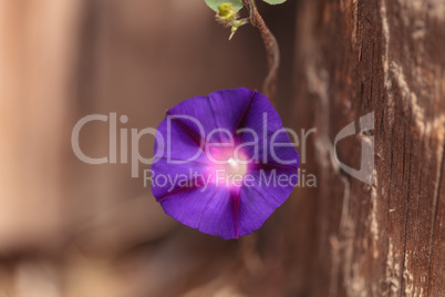 Purple morning glory flower Ipomoea purpurea