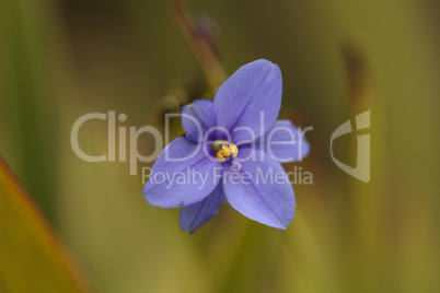 Tiny blue purple wild flower