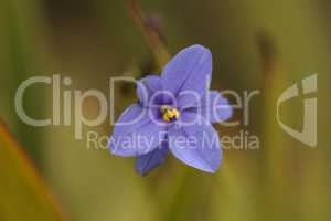 Tiny blue purple wild flower
