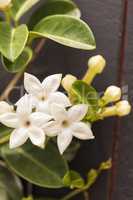 White Stephanotis flower