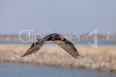 Turkey Vulture in flight