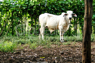 White Guatemalan Brahman bull