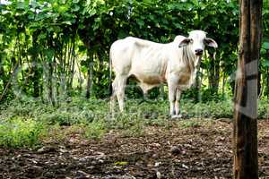 White Guatemalan Brahman bull