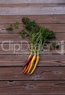 Bunch of colorful red, yellow and orange organic carrots