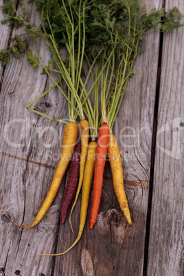 Bunch of colorful red, yellow and orange organic carrots