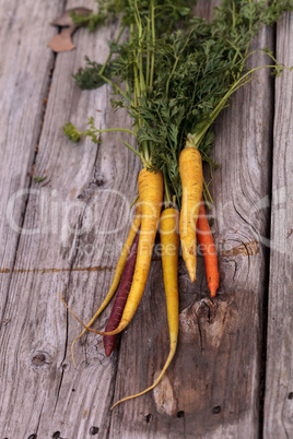 Bunch of colorful red, yellow and orange organic carrots