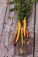 Bunch of colorful red, yellow and orange organic carrots