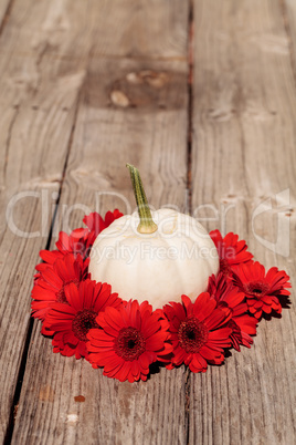 Red gerbera daisies ring a carved white Casper pumpkin