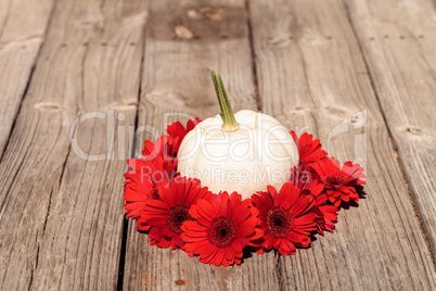 Red gerbera daisies ring a carved white Casper pumpkin