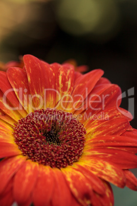 Orange and yellow gerbera daisies