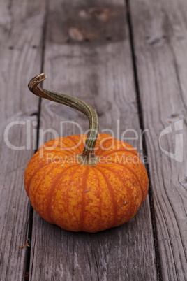 Small Orange pumpkin