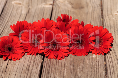 Red gerbera daisies clustered