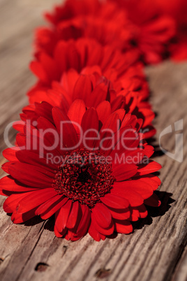 Red gerbera daisies clustered