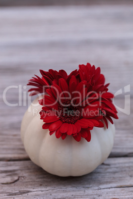 Red gerbera daisies in carved white Casper pumpkins