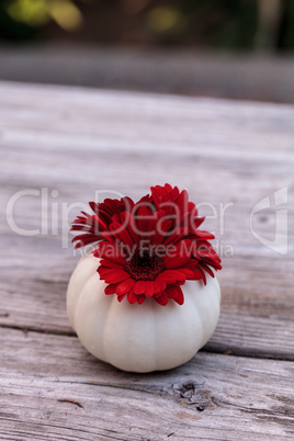 Red gerbera daisies in carved white Casper pumpkins