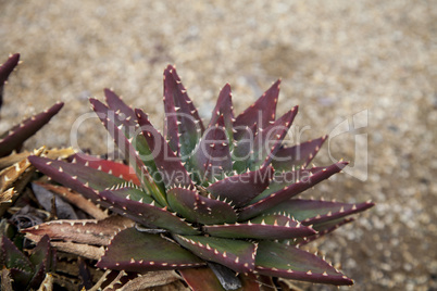 Red and green spiny Aloe brevifolia