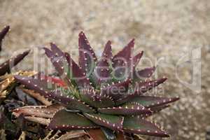 Red and green spiny Aloe brevifolia