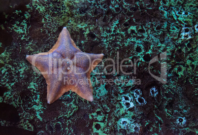 Bat starfish called Patiria miniata