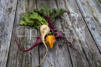 Red, orange and yellow beets