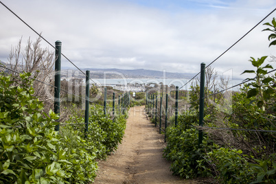 Hiking trail above Dana Point Harbor