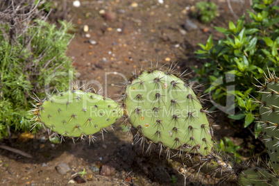 Green pads on a prickly pear cactus Opuntia ficus-indica