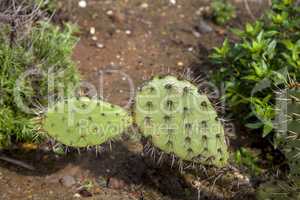 Green pads on a prickly pear cactus Opuntia ficus-indica