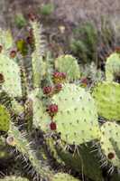 Green pads on a prickly pear cactus Opuntia ficus-indica