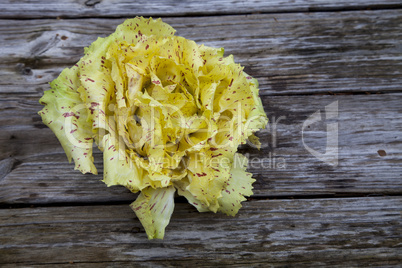 Castelfranco radicchio lettuce