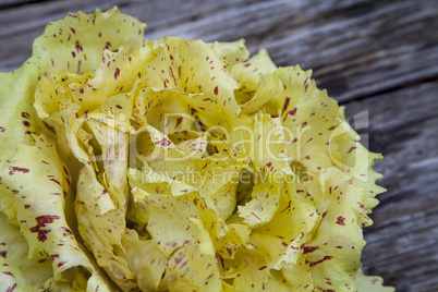 Castelfranco radicchio lettuce