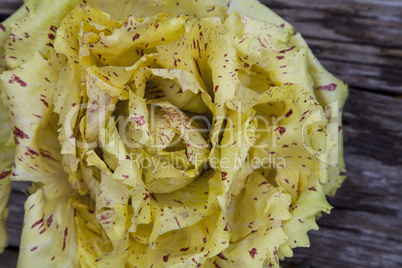 Castelfranco radicchio lettuce