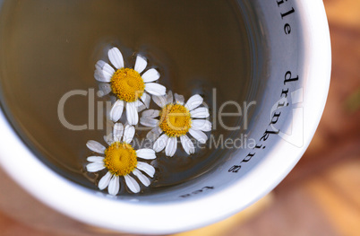 Chamomile tea with chamomile daisy flowers