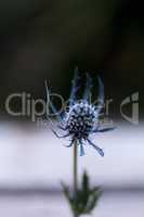 Macro of a single blue thistle Eryngium flower