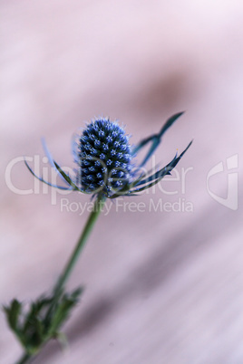 Macro of a single blue thistle Eryngium flower