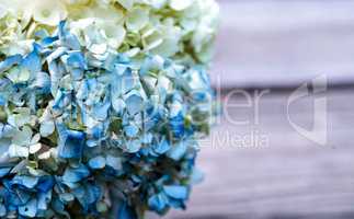 White and blue Hydrangea flowers
