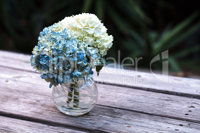 White and blue Hydrangea flowers