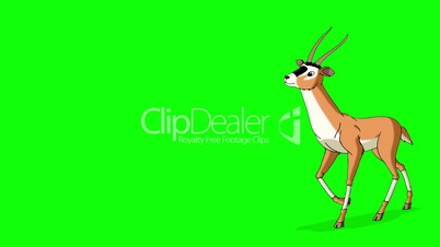 Gazelle Antelope Walks. Animated Motion Graphic Isolated on Green Screen