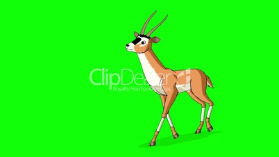 Gazelle Antelope Runs. Animated Motion Graphic Isolated on Green Screen