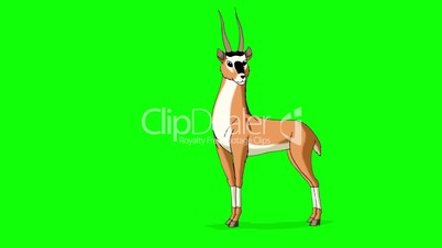 Gazelle Antelope Grazing. Animated Motion Graphic Isolated on Green Screen