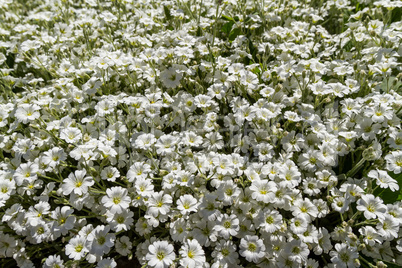 Wild white flowers on a field on a sunny day.