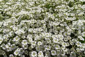 Wild white flowers on a field on a sunny day.