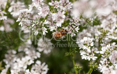 Flowering coriander close up