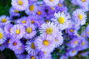 Many violet flowers